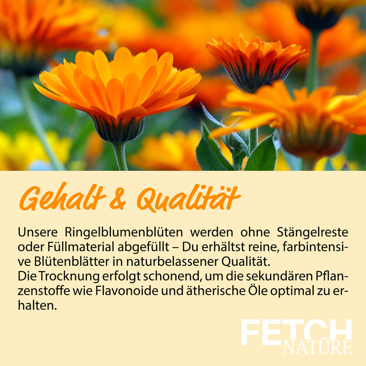 Marigold - Calendula